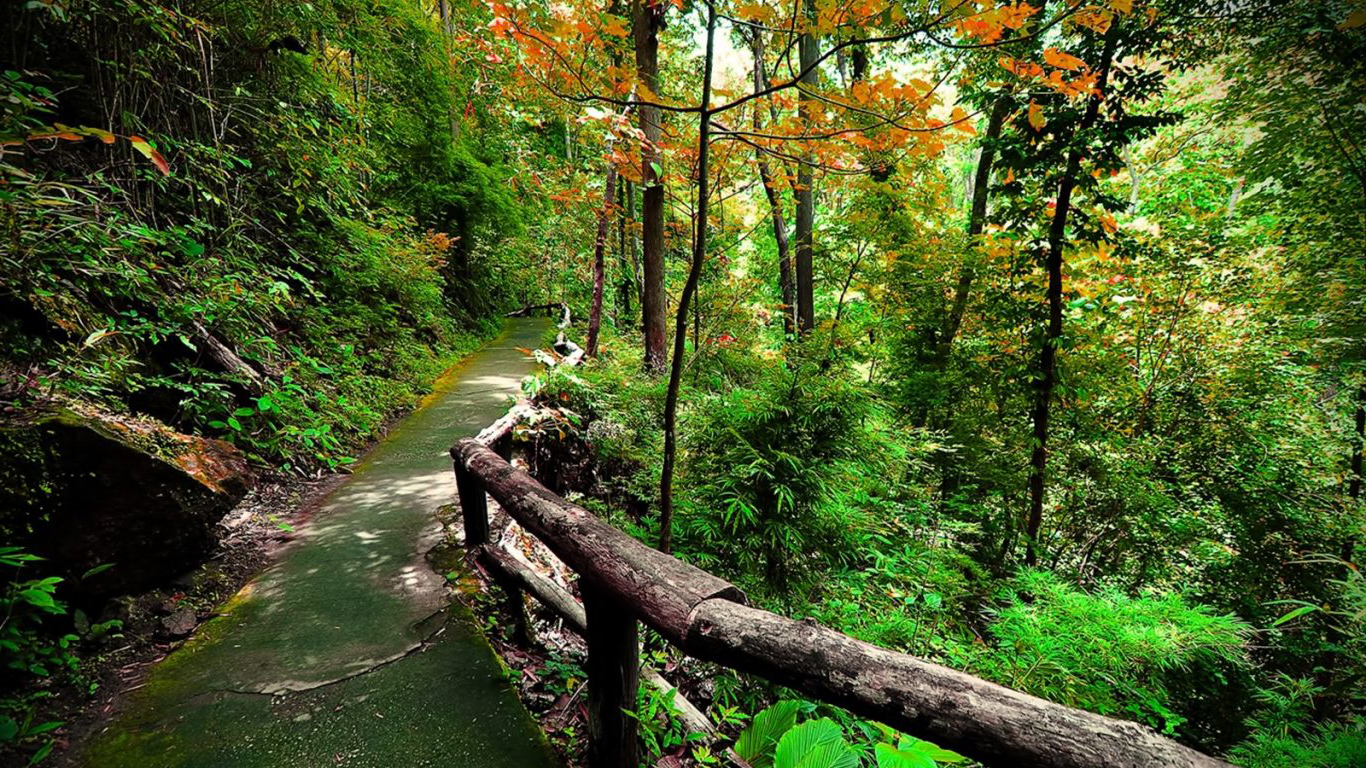 Road in a forest, forest, green 1366x768, road, HD wallpaper